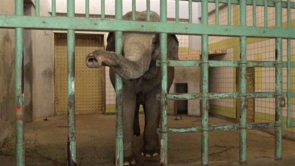 Confronting Captivity: International Conference will Help Expose the Plight of Elephants and More
