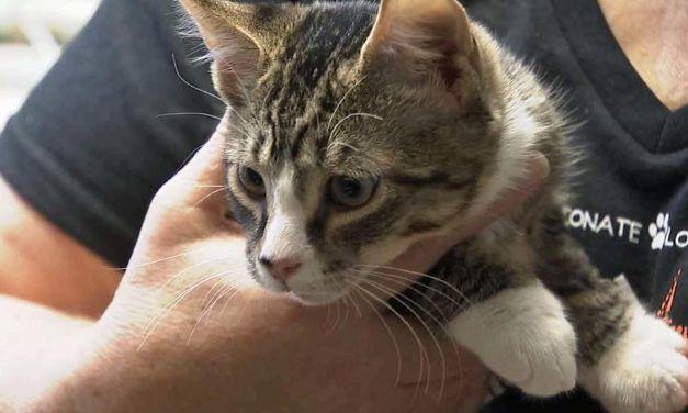 SIGN: Justice for Kitten with Jaw Broken, Soaked in Pepper Spray