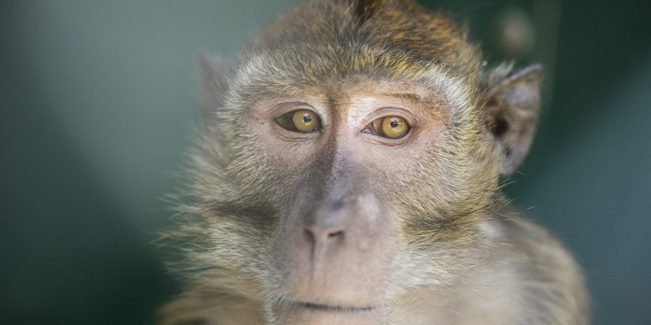 Monkeys used in research in the US