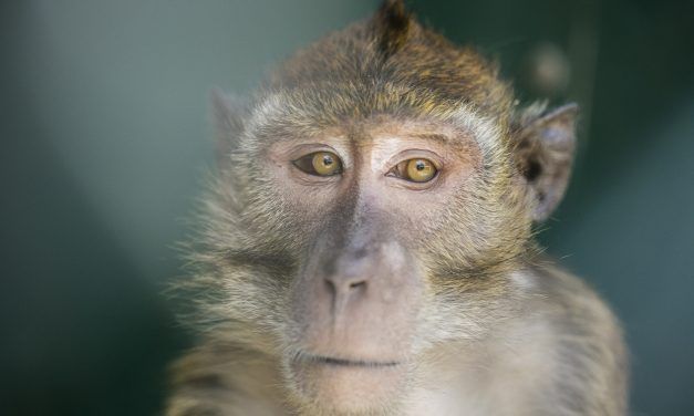 Cruel Lab Testing on Primates in the U.S. Hits All-Time High