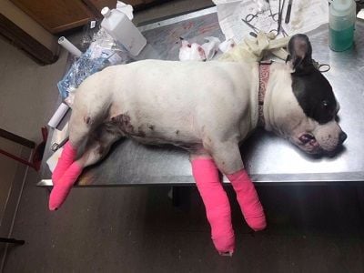 SIGN: Justice for Pit Bull Cruelly Dragged Behind Truck for 4 Blocks