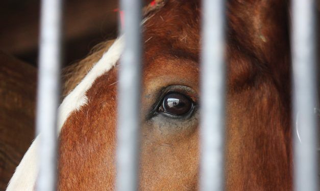 SIGN: Save 1,000 Wild Horses from Being Rounded Up and Slaughtered