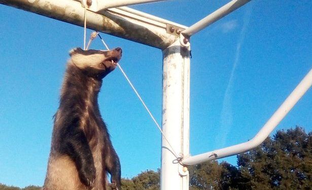 SIGN: Justice for Badger Roped Up and Hanged on Soccer Field