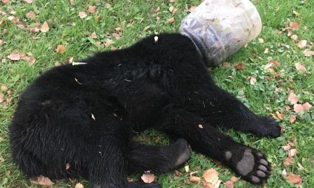 Bear Cub Stuck in Plastic Jug for Three Days