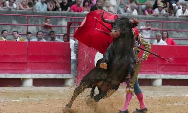 16 People, Including 4 Children, Injured at Spanish Bullfighting Festival