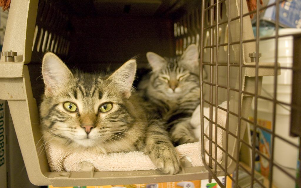 Cats rescued from Hurricane Michael