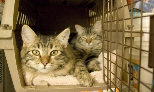 100 Cats Airlifted to Safety from Florida Hurricane