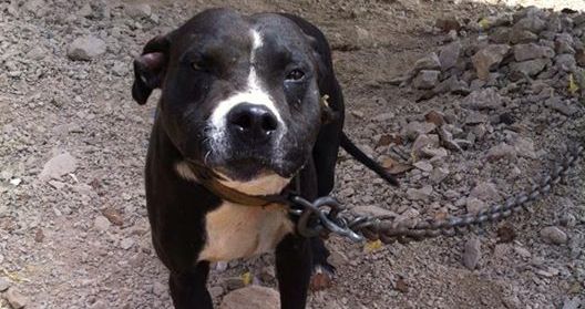 SIGN: Justice for Colo Colo, Pit Bull Forced to Fight to His Death