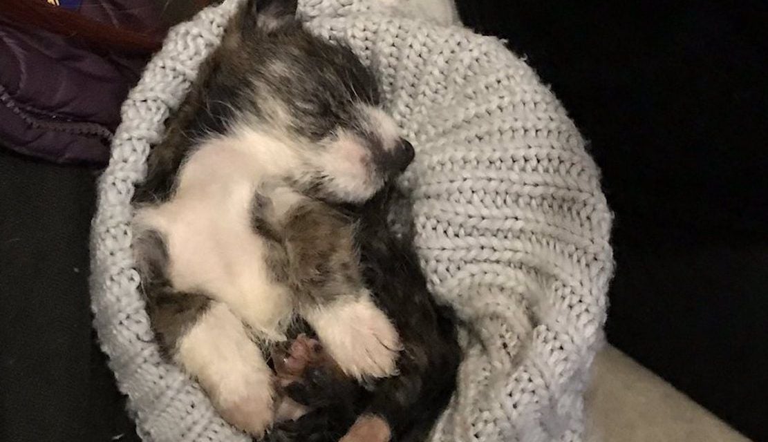 Tiny puppy disposed like trash in Northern Ireland