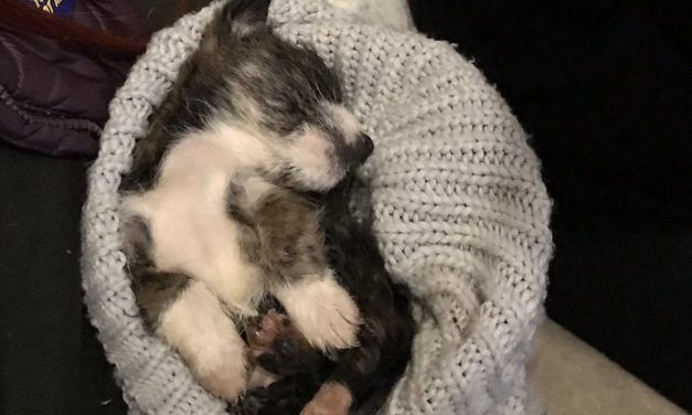 SIGN: Justice for Puppy Tied in Plastic Bag and Dumped Like Trash