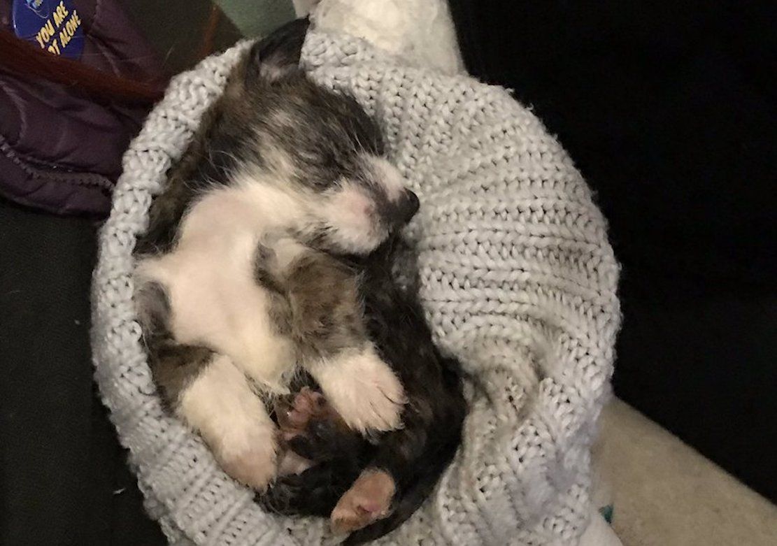 Tiny puppy disposed like trash in Northern Ireland