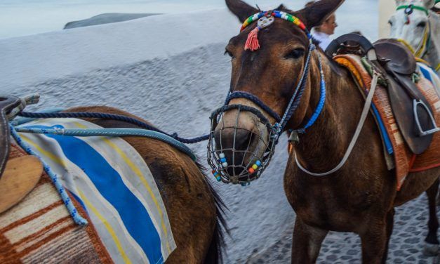 Santorini to Help Save Donkeys’ Spines by Banning Rides for Heavy Tourists