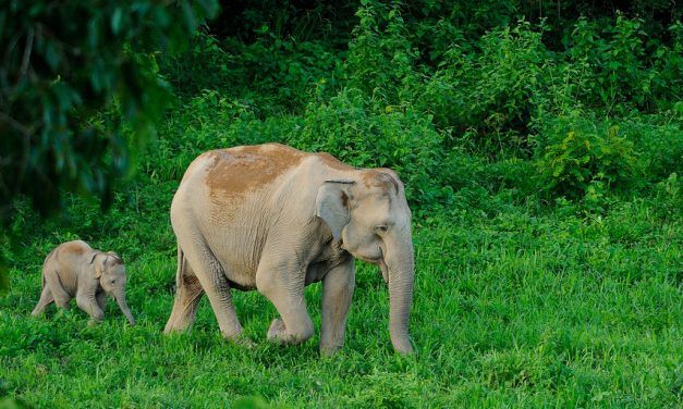 This New Device Could Save Thousands of Elephants from being Hit by Trains in India