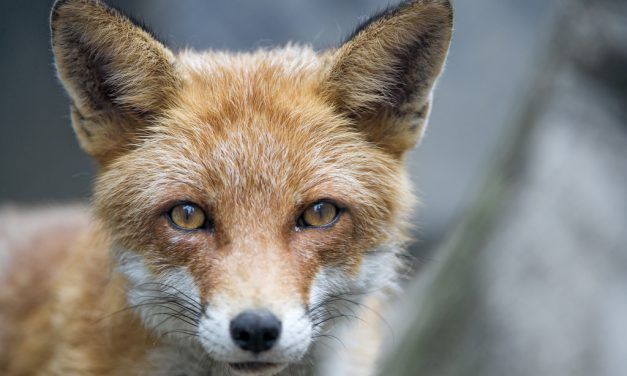 SIGN: Animals Are Skinned Alive For Fur – Help Pass CA Ban on Fur Sales