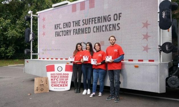 500,000 People Tell KFC: No More Cruelty to Chickens!