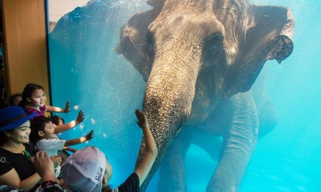 SIGN: Shut Down ‘Elephant Swimming Show’ at Cruel Zoo