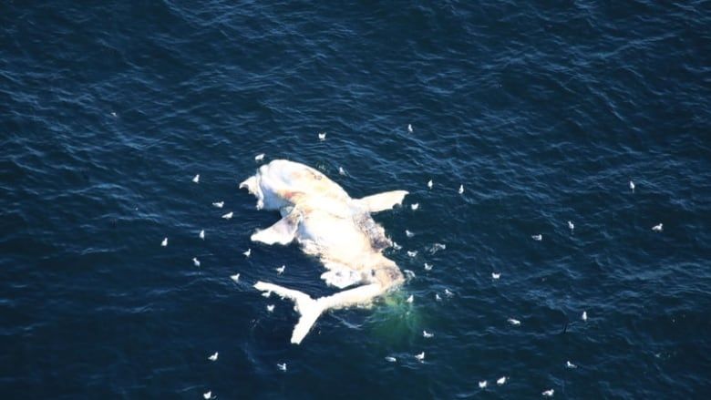 Yet Another Endangered Right Whale Dies Tangled in Fishing Gear