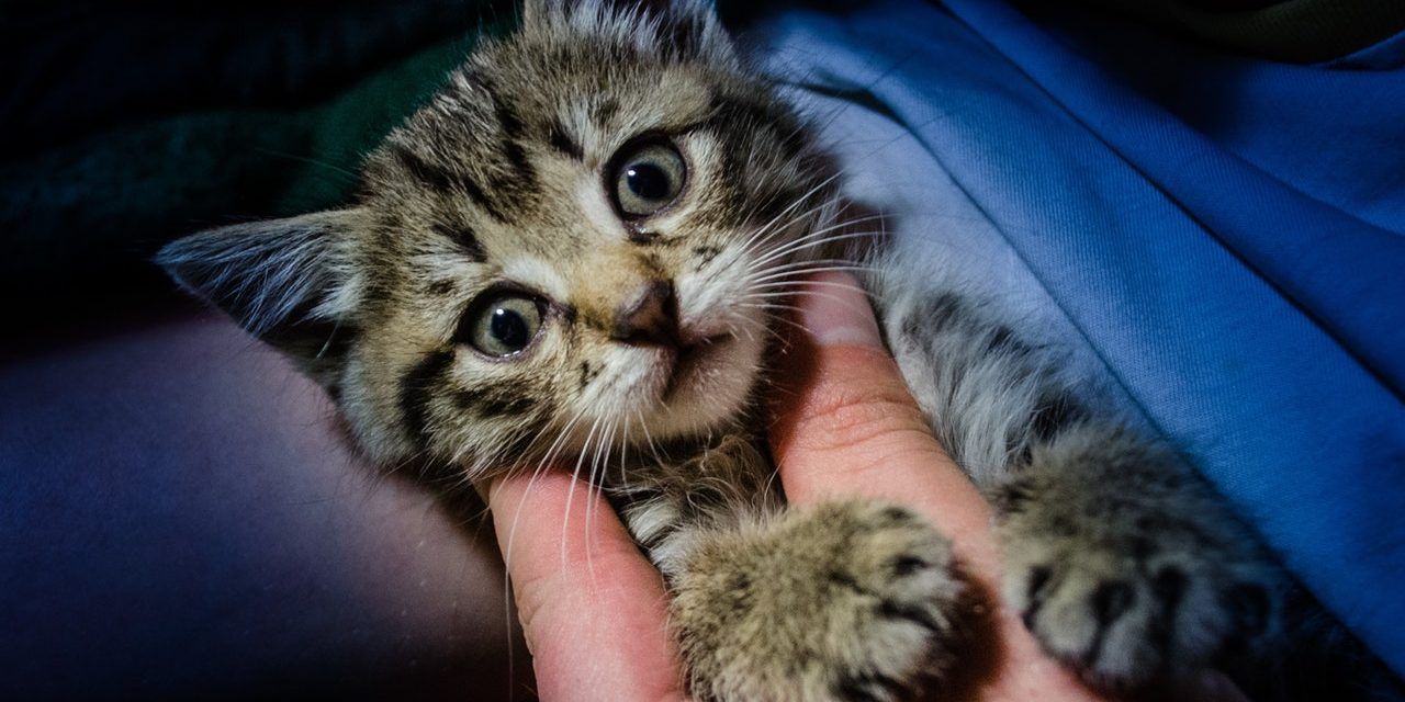 PETITION: Justice for Kittens Allegedly Tortured and Killed for 'Crush'  Videos