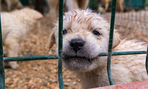 SIGN: Stop Pet Sales from Cruel, Filthy Puppy Mills in Atlanta