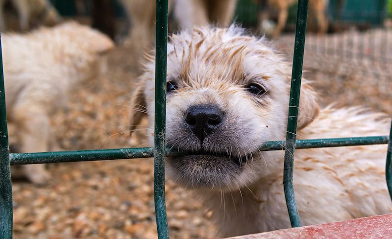 SIGN: Stop Pet Sales from Cruel, Filthy Puppy Mills in Atlanta
