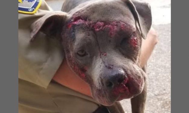 SIGN: Justice for Dog Bound with Duct Tape and Thrown Onto Interstate