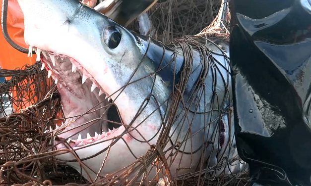 California Has Officially Banned Deadly Driftnets in Commercial Fishing