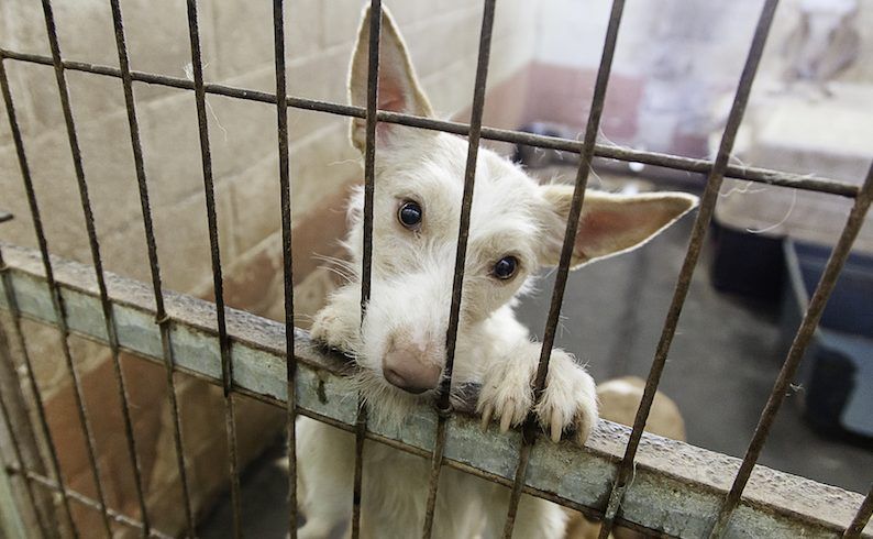 SIGN: Shut Down Illegal Dog Meat Slaughter in Gunsan, S. Korea
