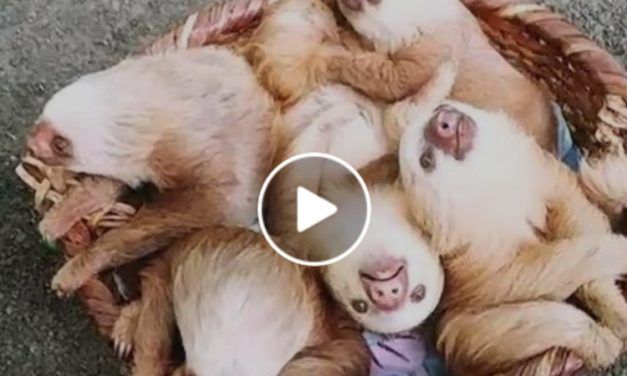 This Basket of Baby Sloths is the Cutest Thing You’ve Seen All Day (Video)