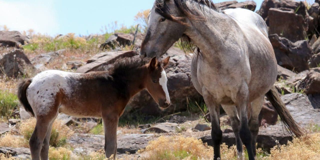 50+ Lawmakers Oppose Government Plan to Gruesomely Sterilize Utah’s Wild Mares