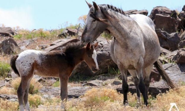 VICTORY! BLM Drops Cruel Sterilization Experiments on America’s Wild Horses