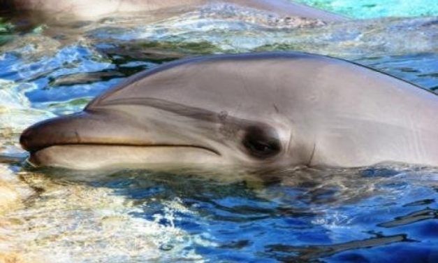 SIGN: Pass Bill to Finally End Cruel Captivity of Whales and Dolphins