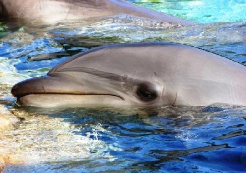 Sad dolphin