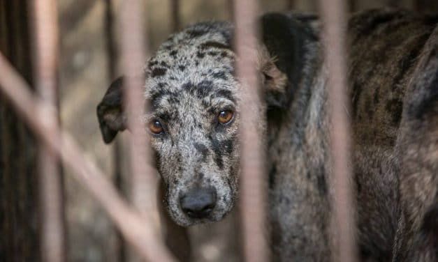 S. Korea’s Largest Dog Meat Slaughterhouse Is Now CLOSED!