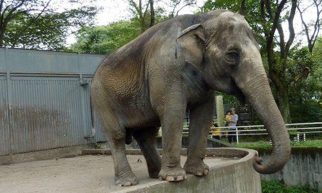 SIGN: Free Miyako, Elephant So Lonely she Chews on Metal Bars