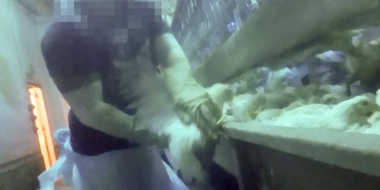 Investigation Reveals the True Horror of ‘High Speed’ Chicken Slaughter