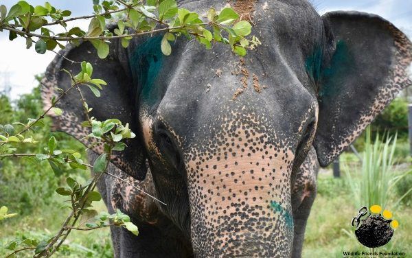 Heartwarming Video: Blind Elephant Finally Arrives at Sanctuary!