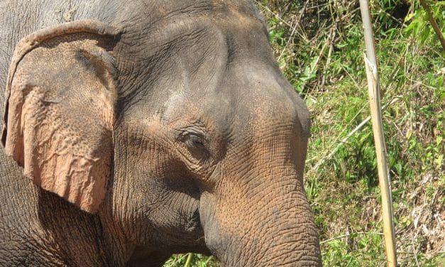 India Has Opened Its First Hospital Just for Elephants