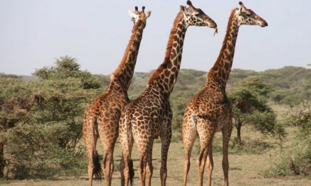 Trophy-Hunted Giraffe Body Parts Are Being Legally Sold In The U.S.