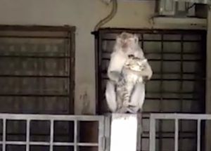 Monkey grooms kitten