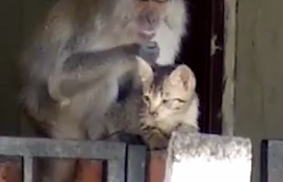 Wild Monkey ‘Kidnaps’ Kitten – For an Adorable Grooming Session