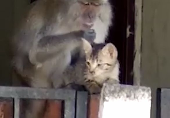 monkey and kitten