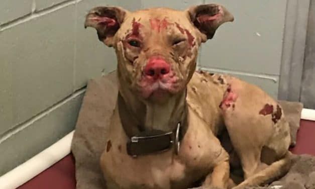 SIGN: Justice for Dog Cruelly Burned with Chemicals