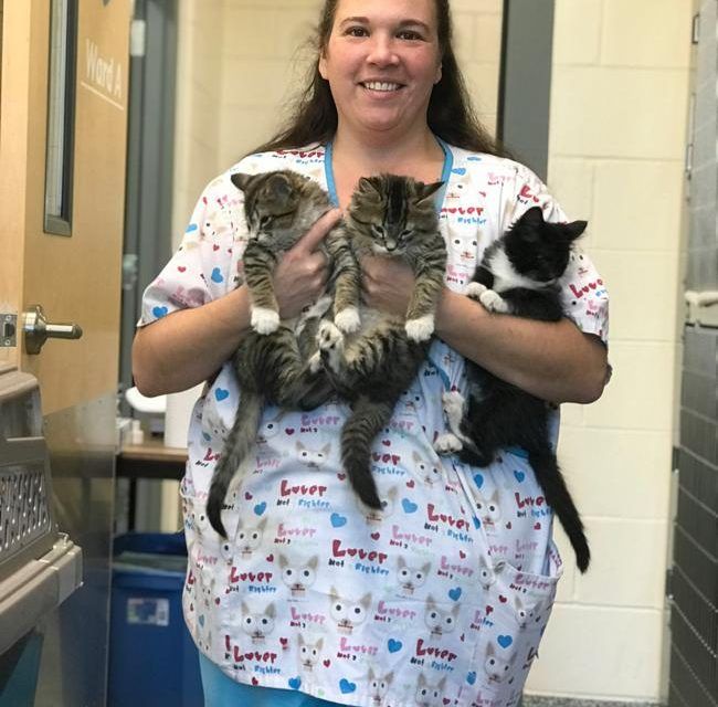 Three Abandoned Kittens with No Eyelids Get Second Chance at Life