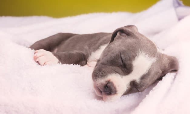 SIGN: Justice for Tiny Pit Bull Puppy with Spine Broken by Cruel Owners