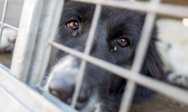 SIGN: Stop Deadly VA Paralysis Experiments on Dogs