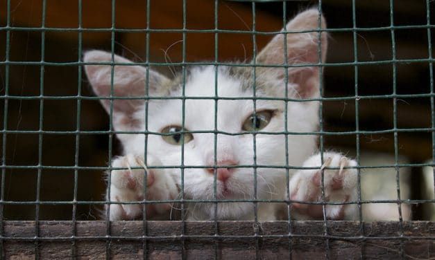 SIGN: Stop the Heartless Extermination of Cats in New Zealand