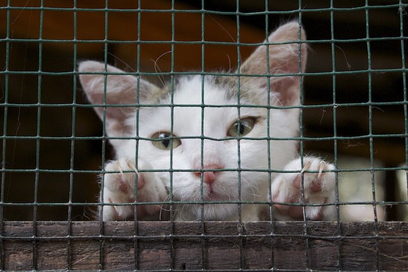 sad cat in cage