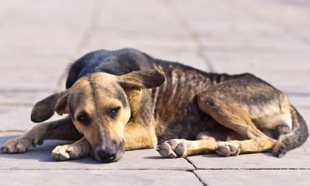 SIGN: Justice for Dog Tied Up and Gang Raped in the Streets