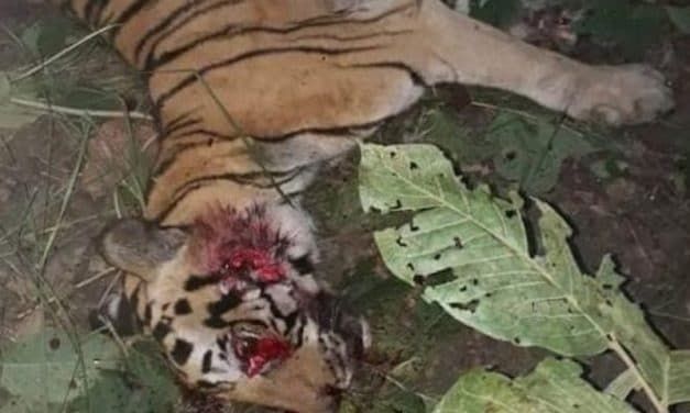 SIGN: Justice for Tiger Run Over with Tractor and Beaten to Death