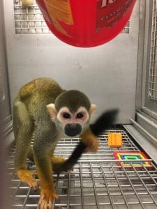 Squirrel Monkey released from lab